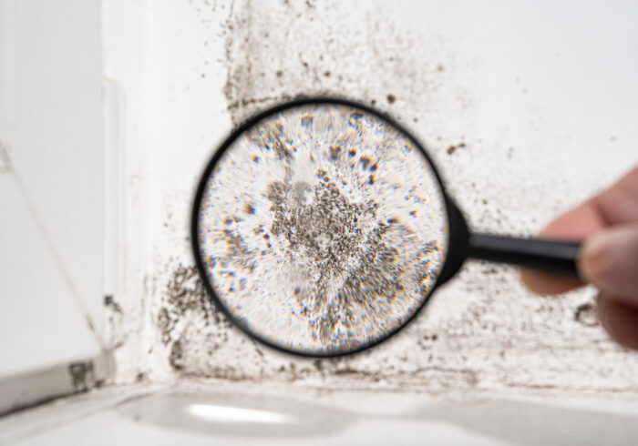 A magnifying glass identifying mould on a wall