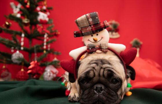 A pug lying down in front of a red background and Christmas decorations. Has a snowman headband on.