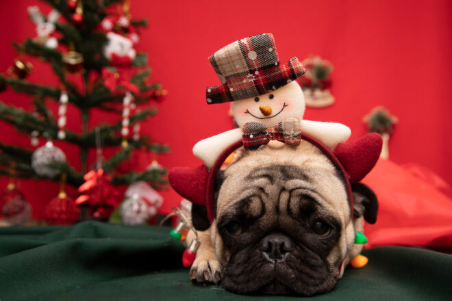 Deck the Paws with Pet Safety Tips this Holiday Season