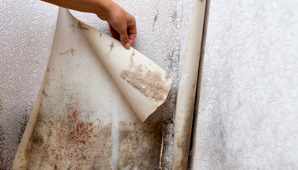 Mould Remediation in Etobicoke, ON