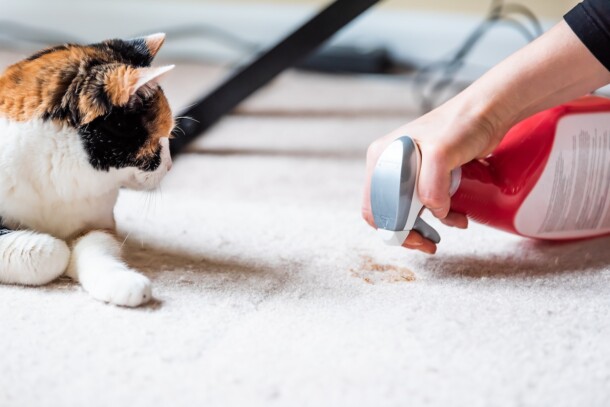 The Harmful Effects of Mould to Pets