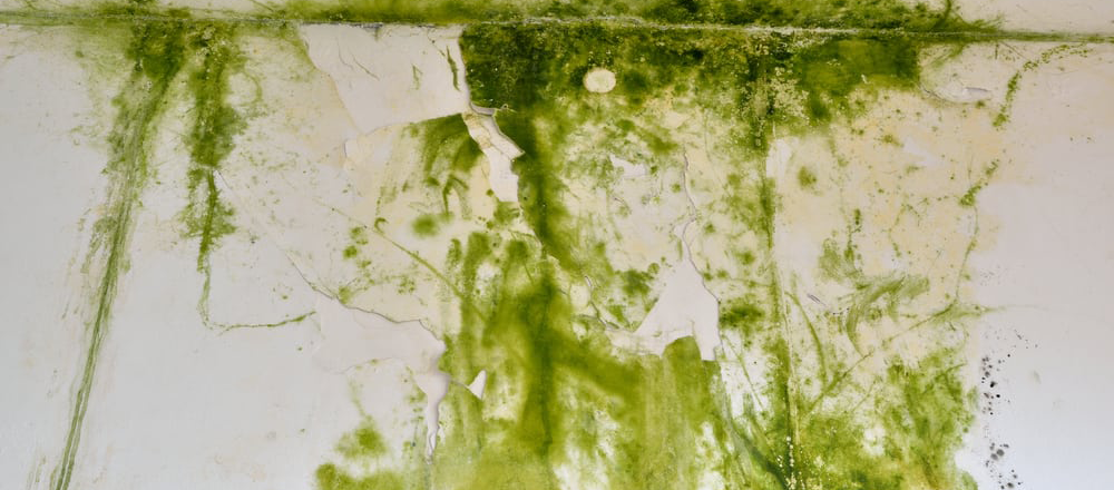 green-mould