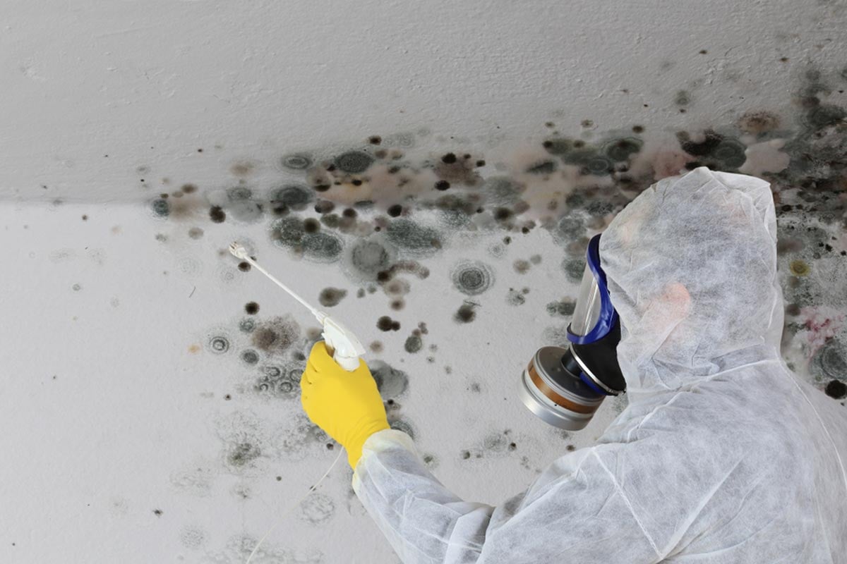 black-mold-removal-remediation-aaa-restoration