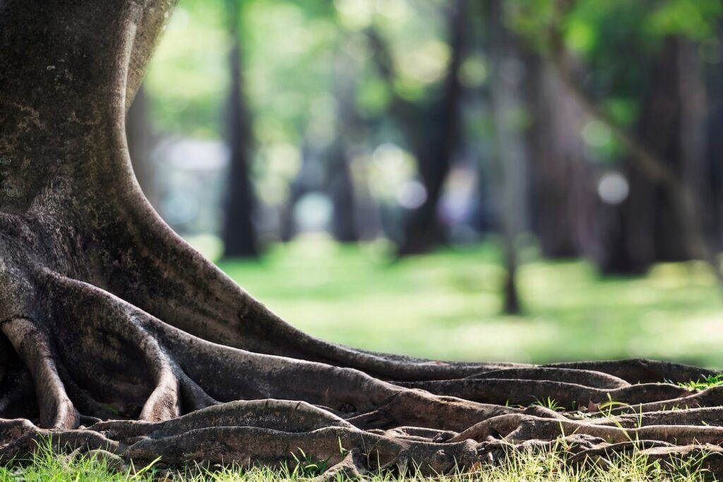 Tree roots can damage sewage lines.