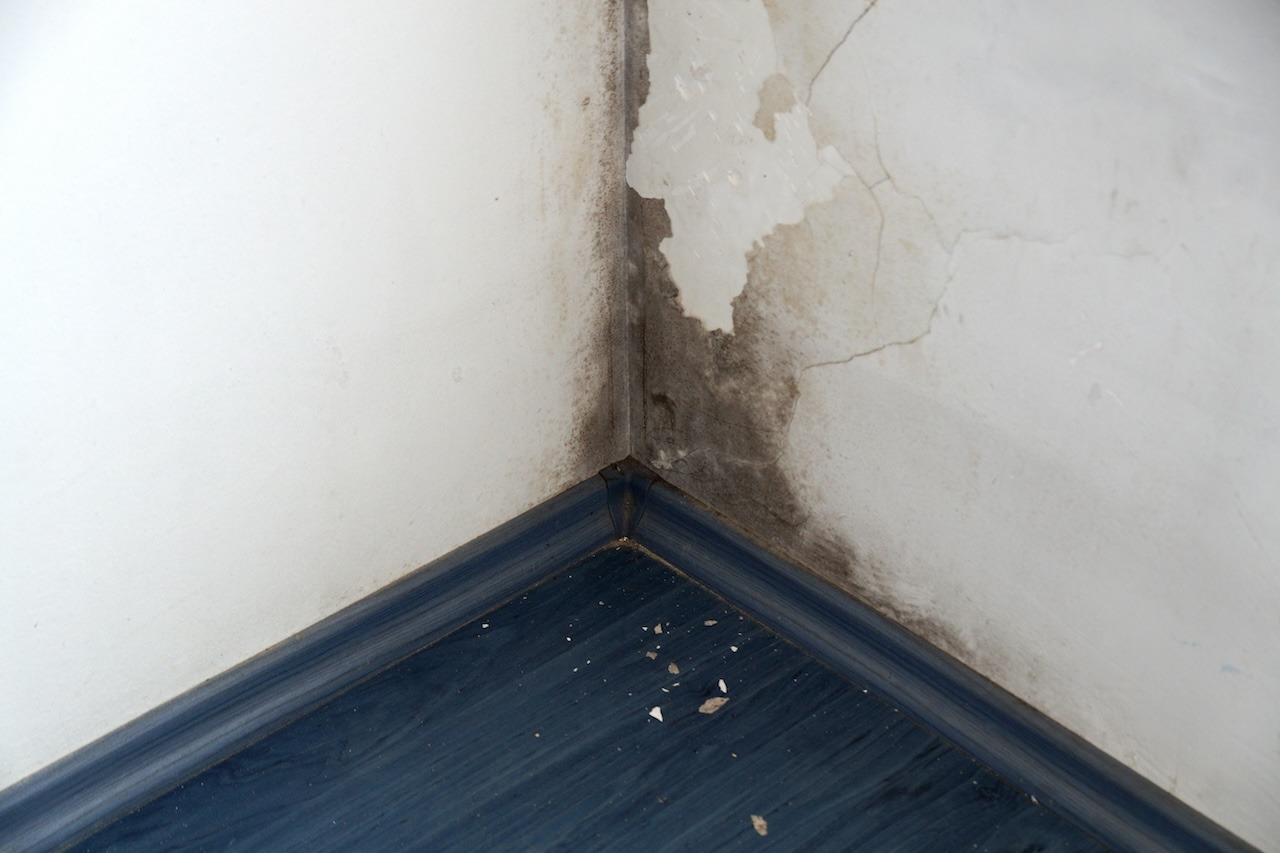 mold-difference-featured-1