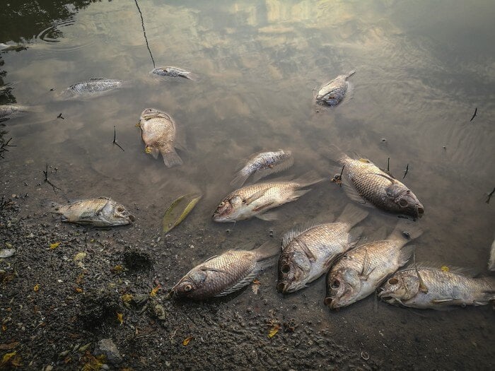 Dead fish floating in the water