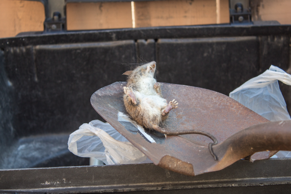 A shovel holding a dead rat over a dumpster opening. Getting rid of the carcass is one of the key points on how to get rid of dead mouse smell.