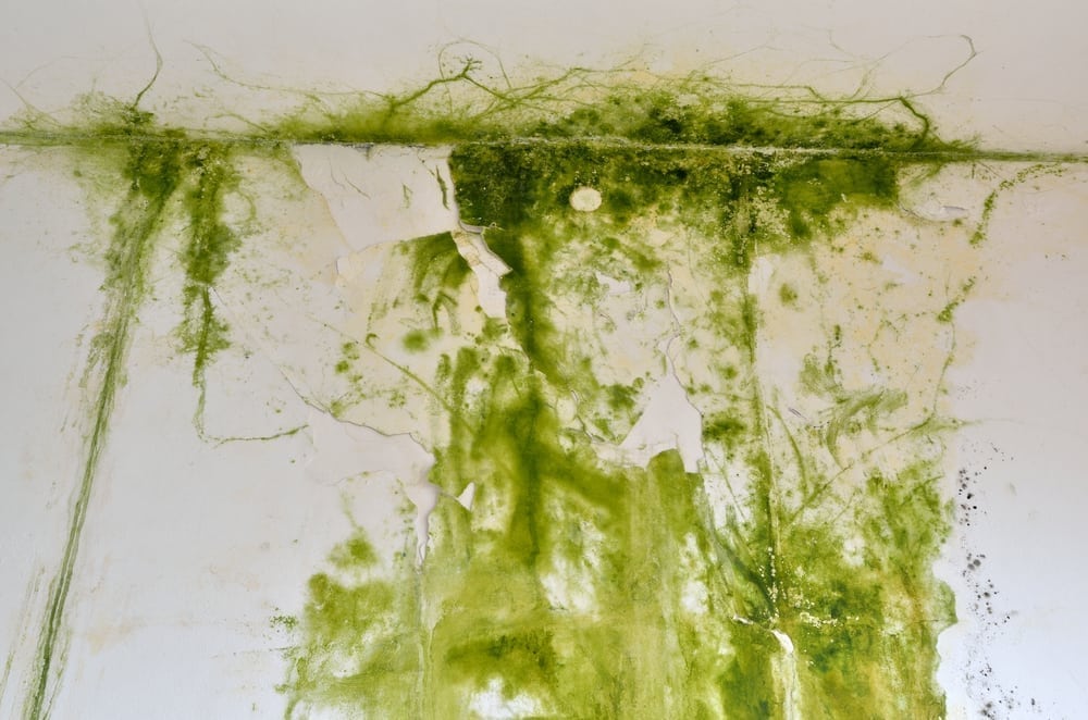 What Is Green Mould and Is It Dangerous?