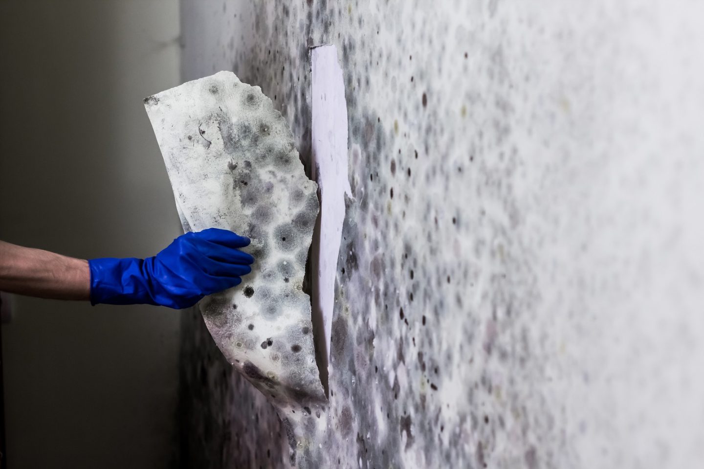 How to prevent mould