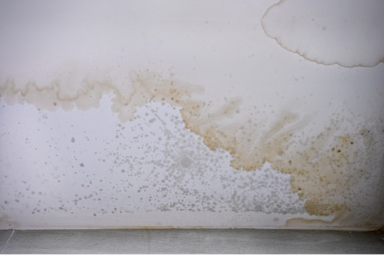 Mould/Water Ceiling Stain