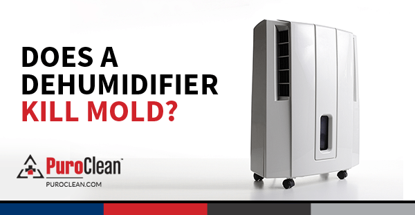 Can a Dehumidifier Kill Mould in a Home?