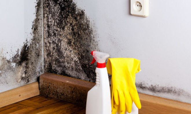 Debunking 9 Common Myths About Mould