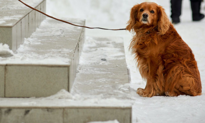 How to Keep Your Pets Safe During Snowstorms