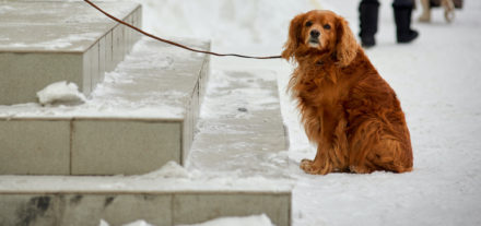 How to Keep Your Pets Safe During Snowstorms