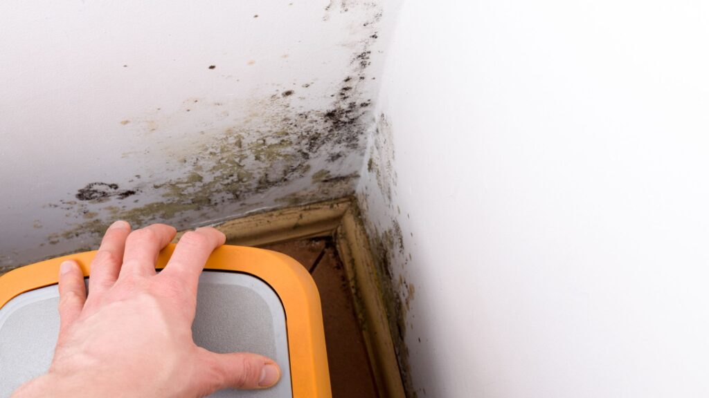 Mould caused by a sewage backup raises the risk of significant health problems