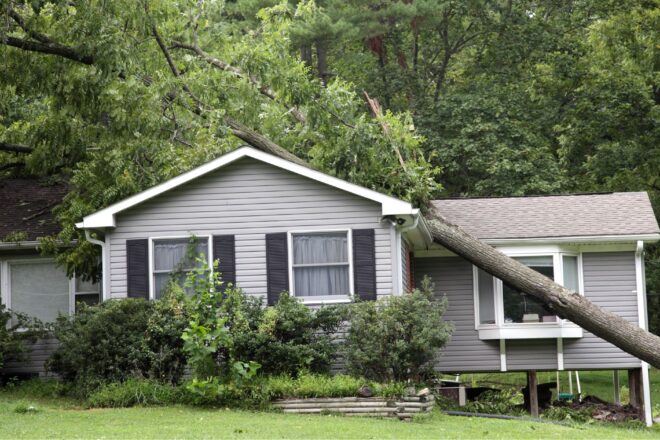 Downed Trees: Steps to Take When a Tree Collides with Your Home