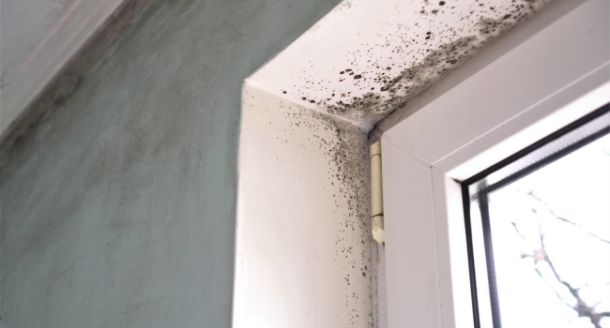 Airborne Mould Spores: What You Need to Know