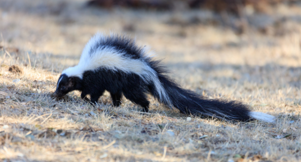 How to Get Rid of Skunk Smell: Effective Strategies to Banish the Odour