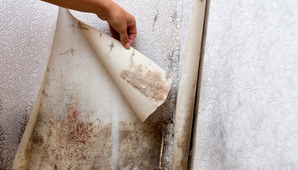 Mould Removal in Richmond Hill/Thornhill