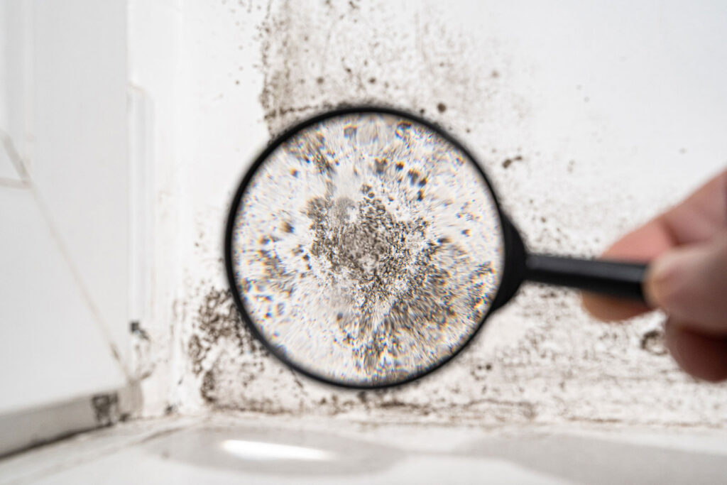 looking white wall with black mold through magnifying glass