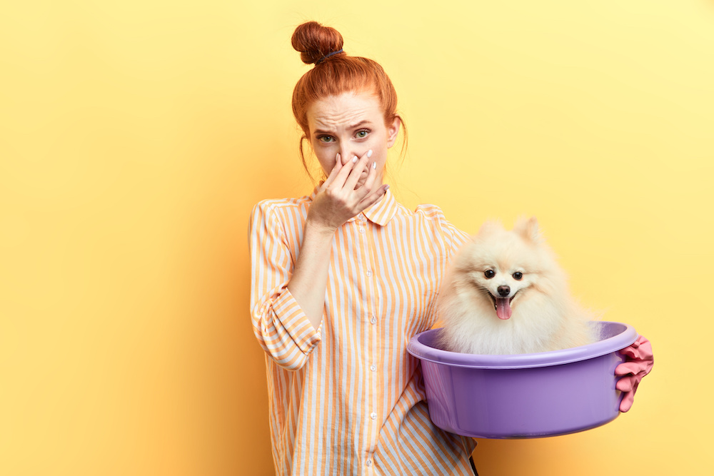 Woman holds Pomeranian dog while holding nose