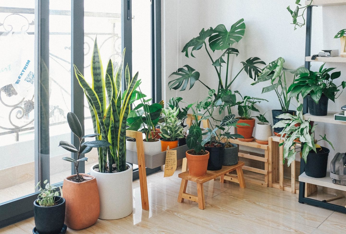 Mould on Houseplant Soil: Prevention & Removal Tips