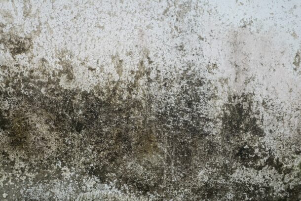 Tips to Remove Mould in the Basement