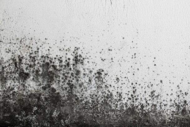 Toxic Black Mould – Symptoms, Removal and Prevention