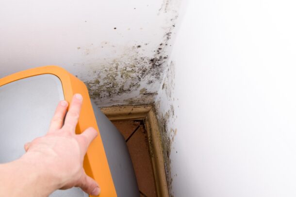 How is Black Mould Removed in a Home?