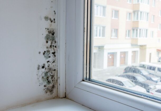 10 Frequently Asked Questions About Household Mould