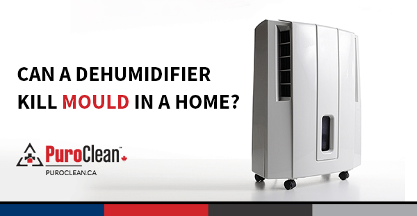 Can a Dehumidifier Kill Mould in a Home?