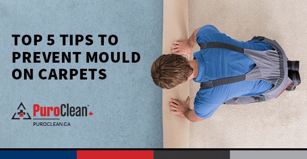 Top 5 Tips to Prevent Mould on Carpets