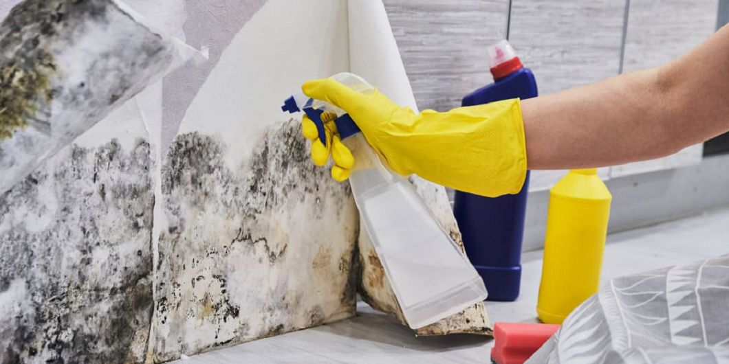 The Truth About Using Bleach to Treat Mould