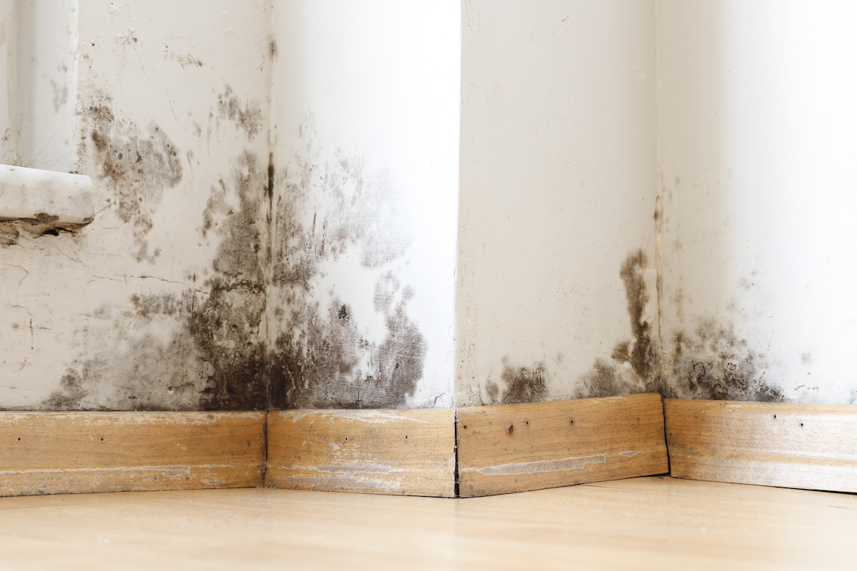 mould spores take form in home