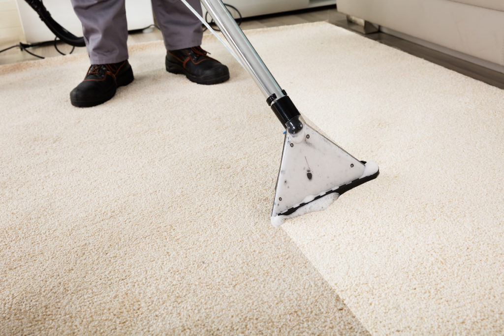 PuroClean technician cleaning a carpet