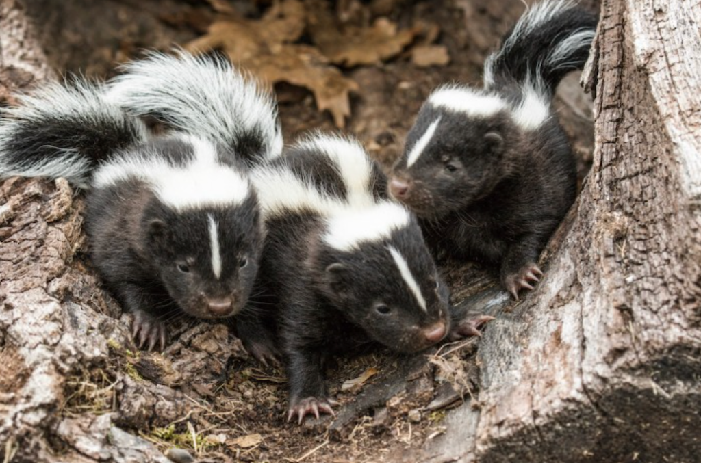 A group of skunks on a log