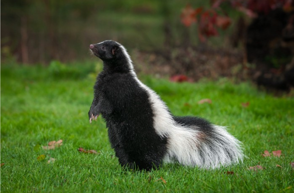 How to get rid of skunk smell.