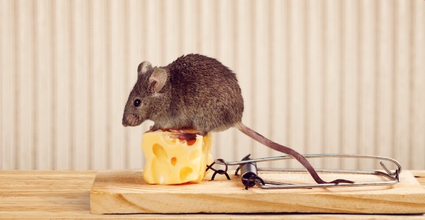 A mouse stands on top of a piece of cheese that is on a mouse trap